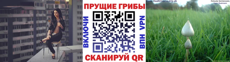 Галлюциногенные грибы GOLDEN TEACHER купить цена omg как зайти Кимры